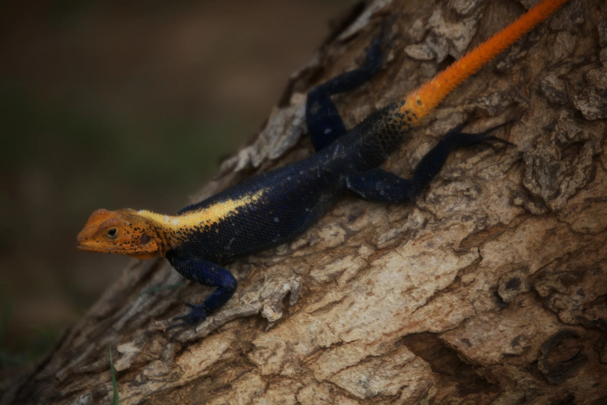 Lizard on a tree.jpg