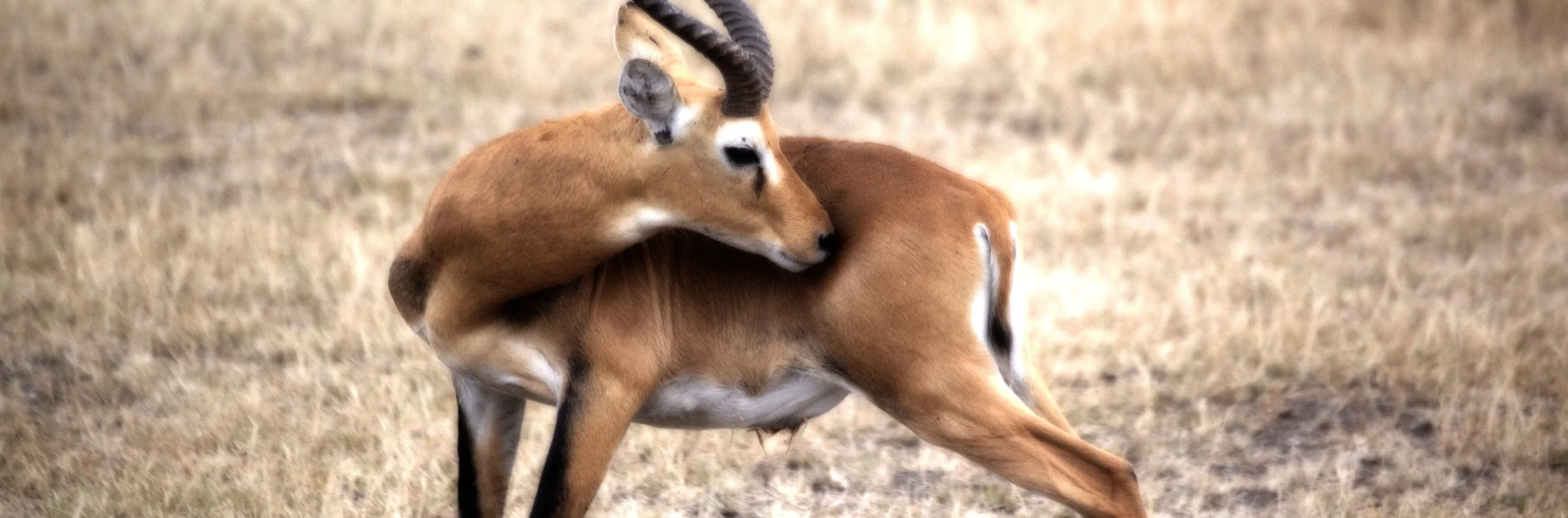 Ugandan Kob 2.jpg