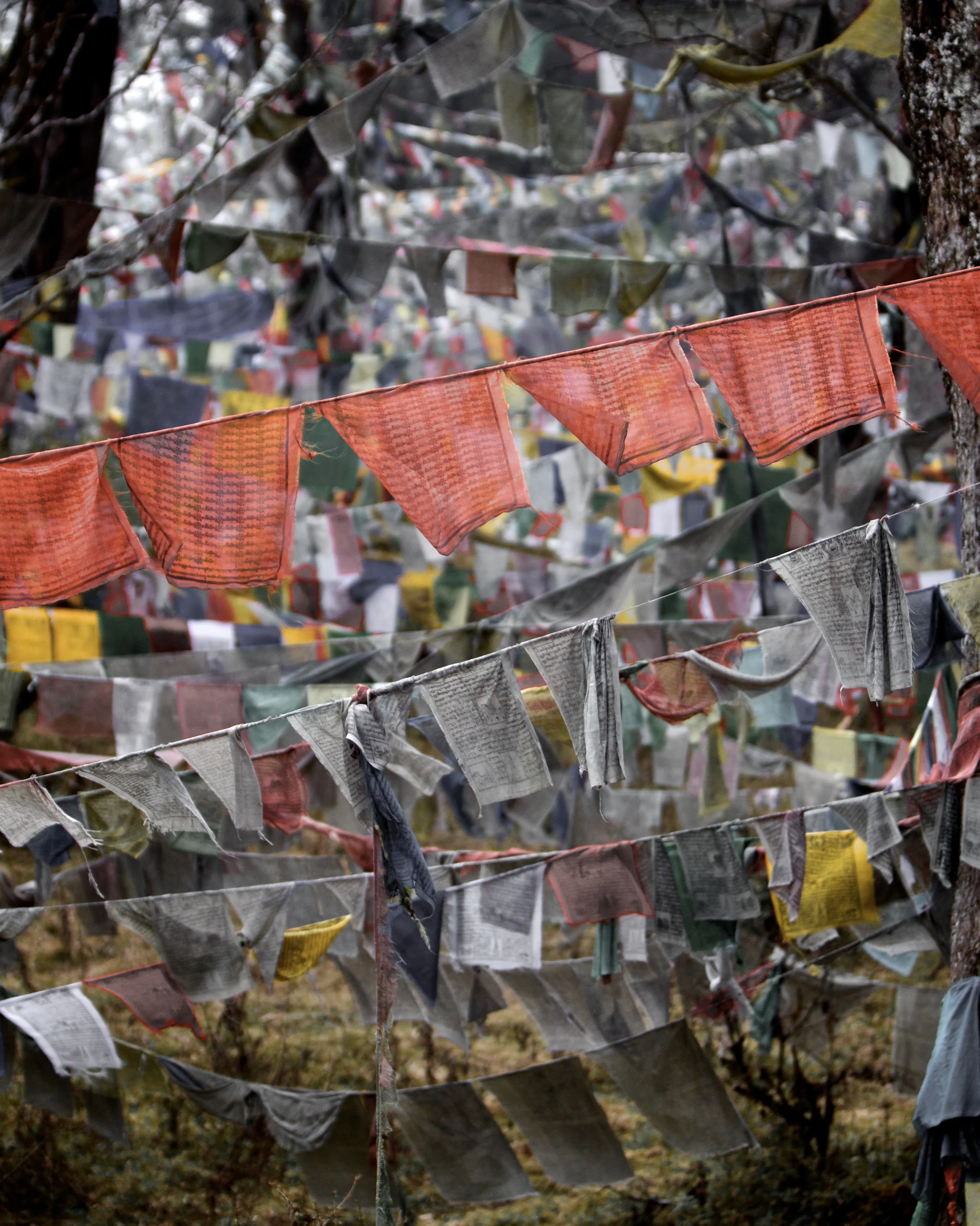 Prayer flages in Punakha.jpg