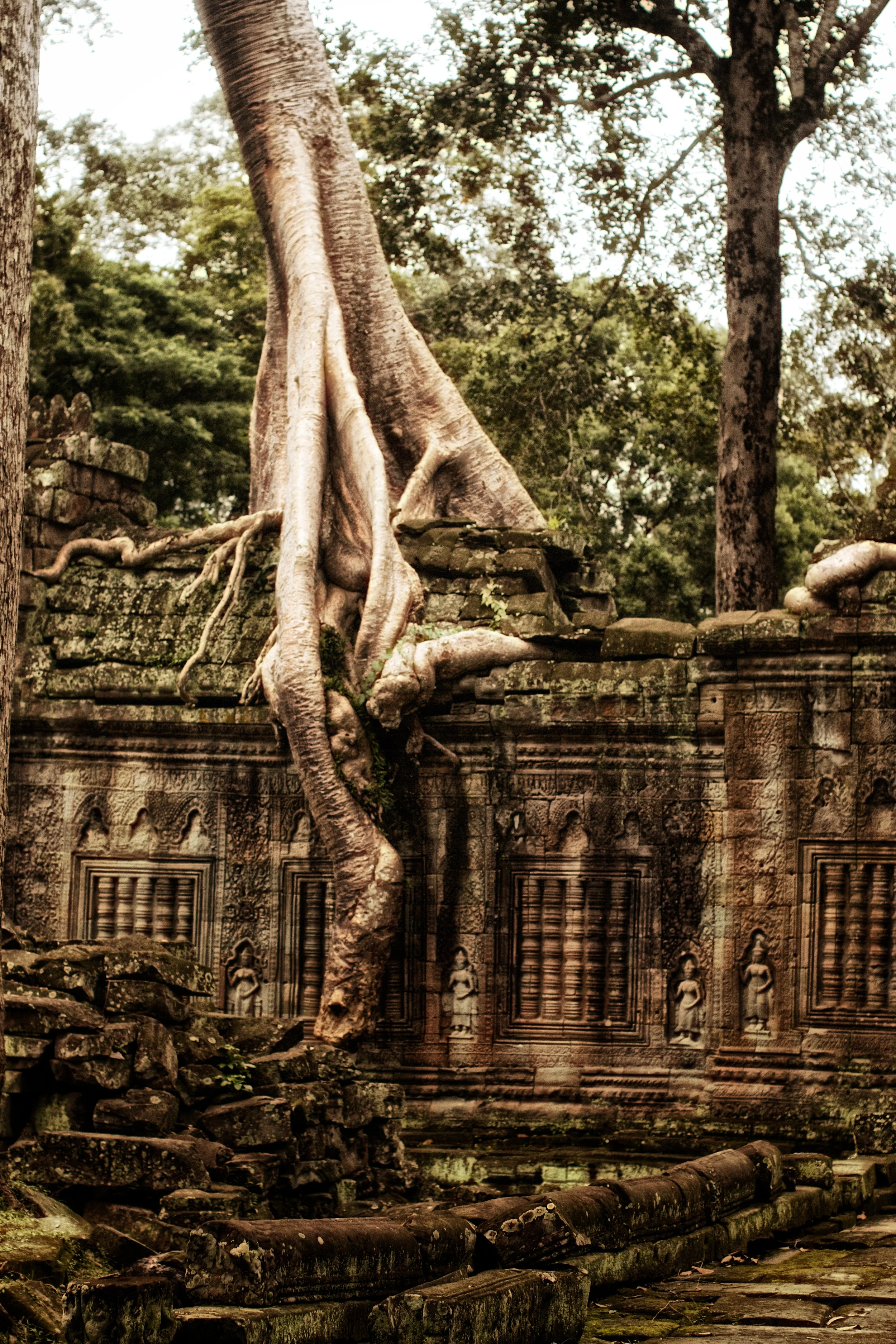 trees take over Preah Khan.jpg