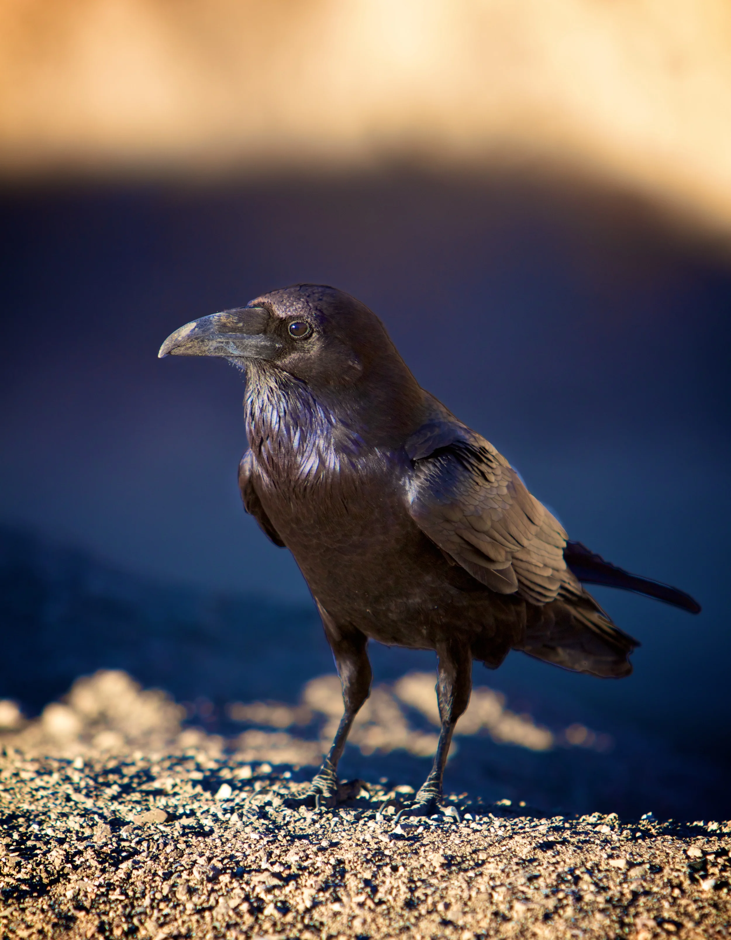 The Crow.jpg