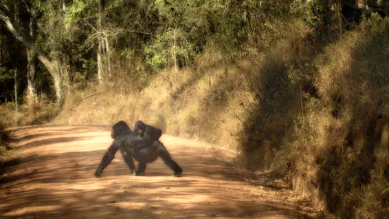 Gorilla crossing