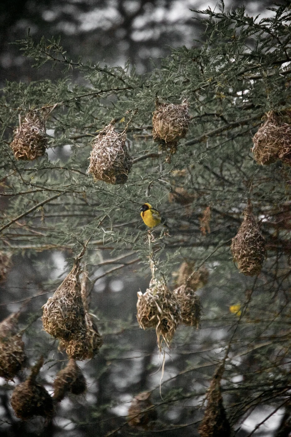 weaver birds