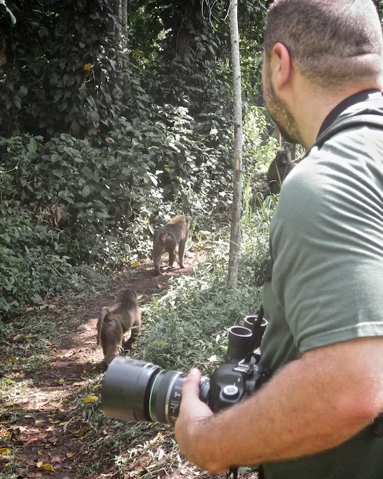 Baboons on the trail in the Bigodi swamp