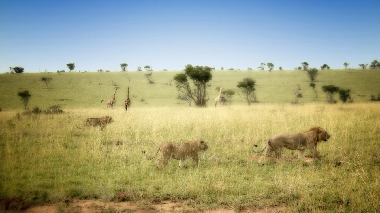 Lions in Murchison Falls