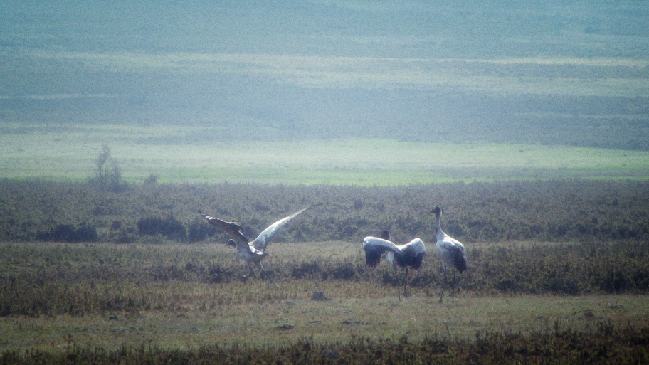 Black neck cranes