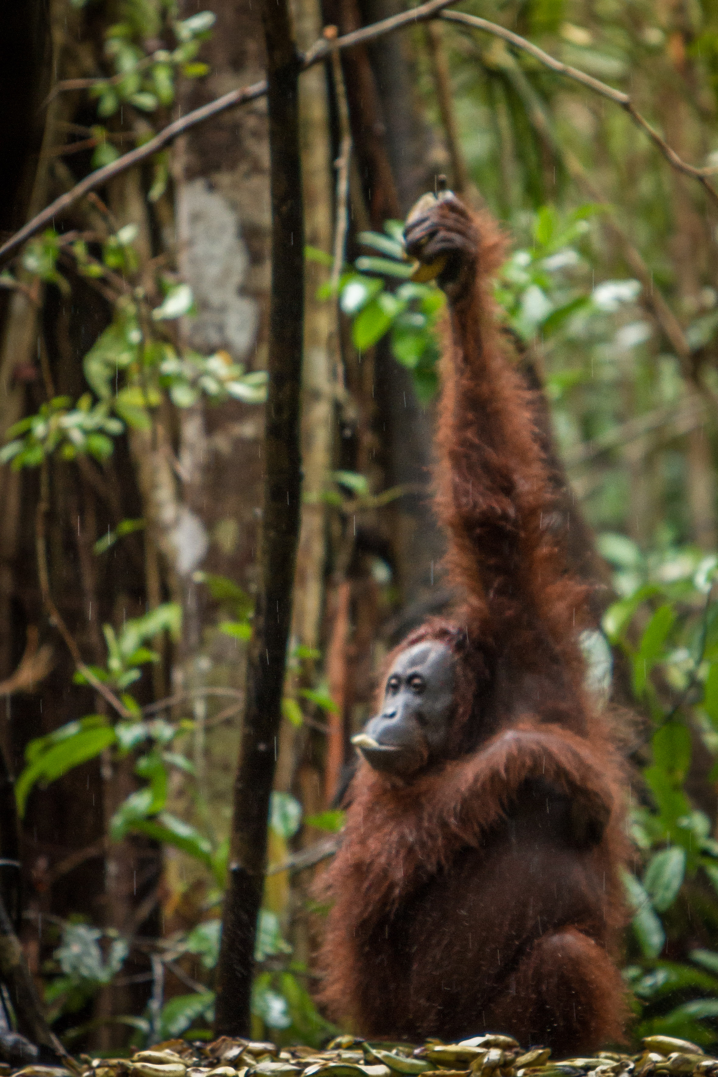 borneo-1.jpg