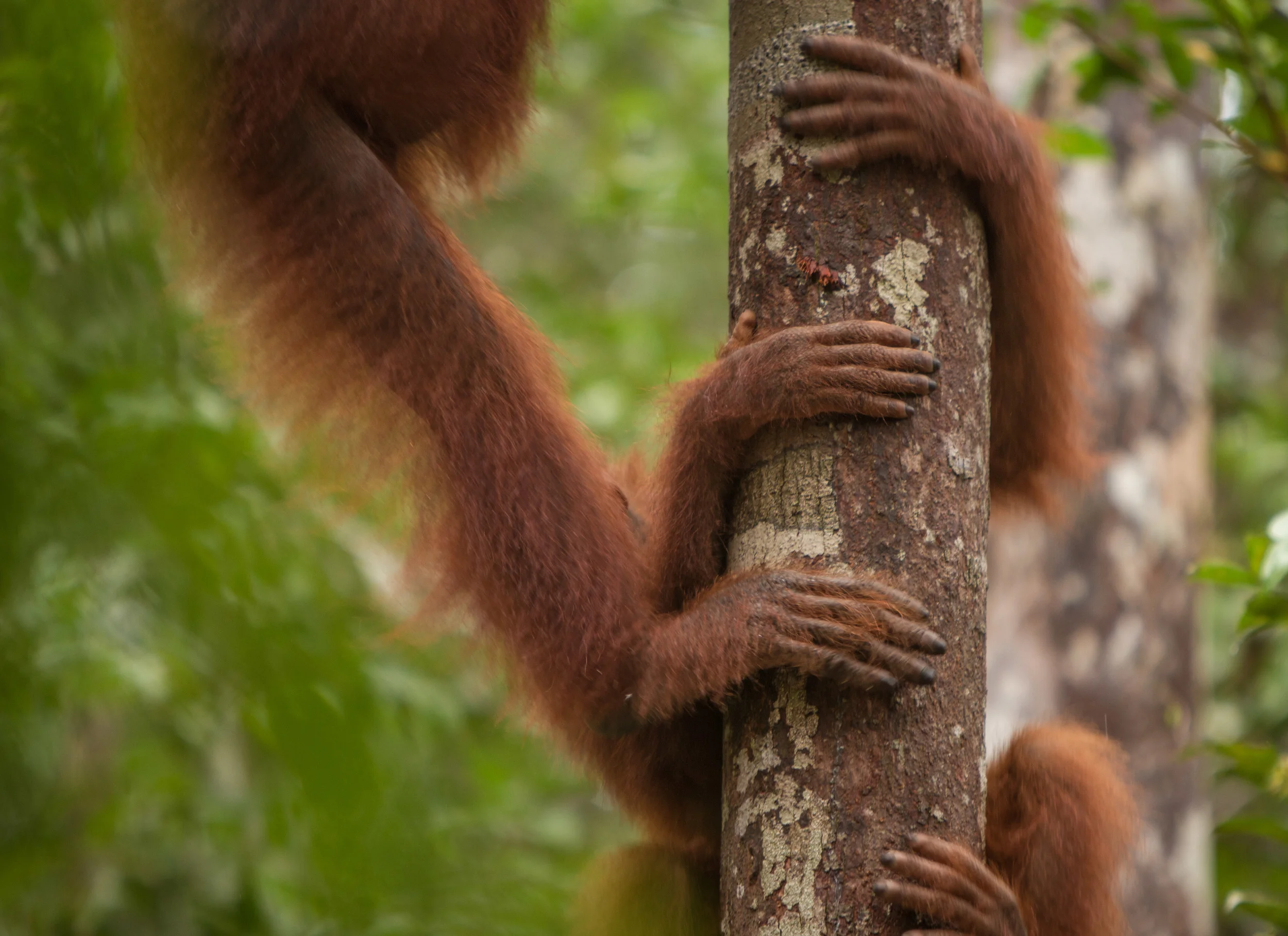 borneo-7.jpg