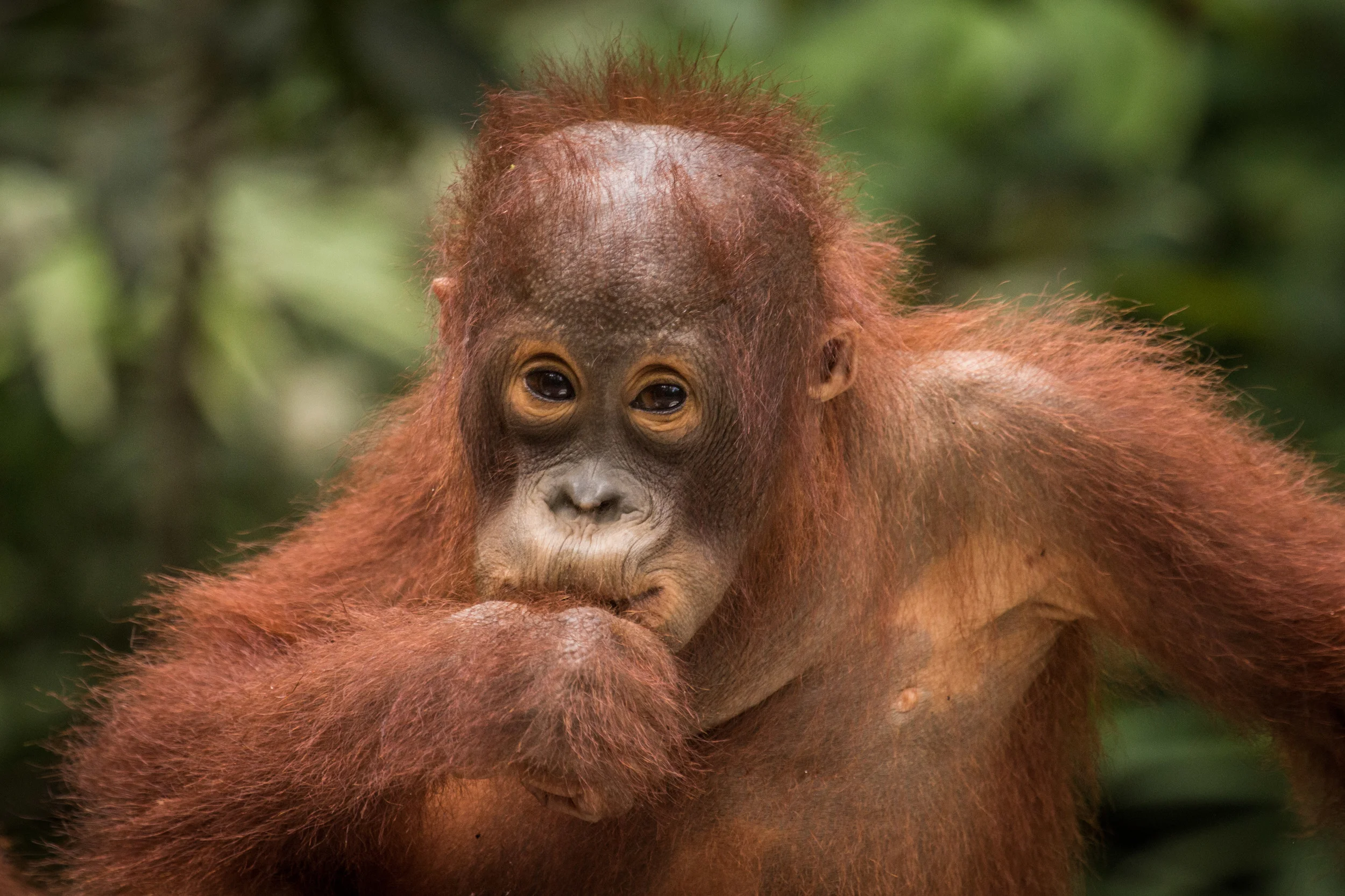 borneo-13.jpg