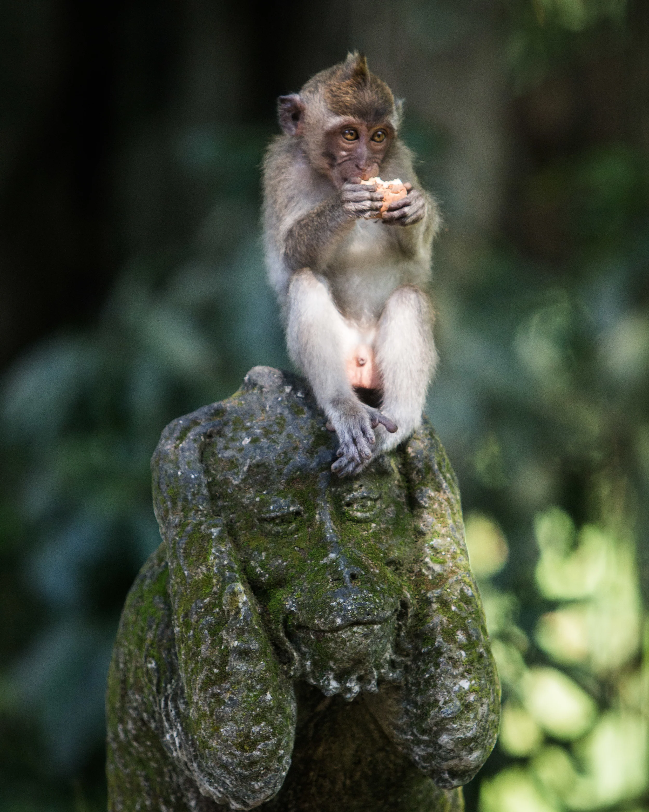 bali-5.jpg