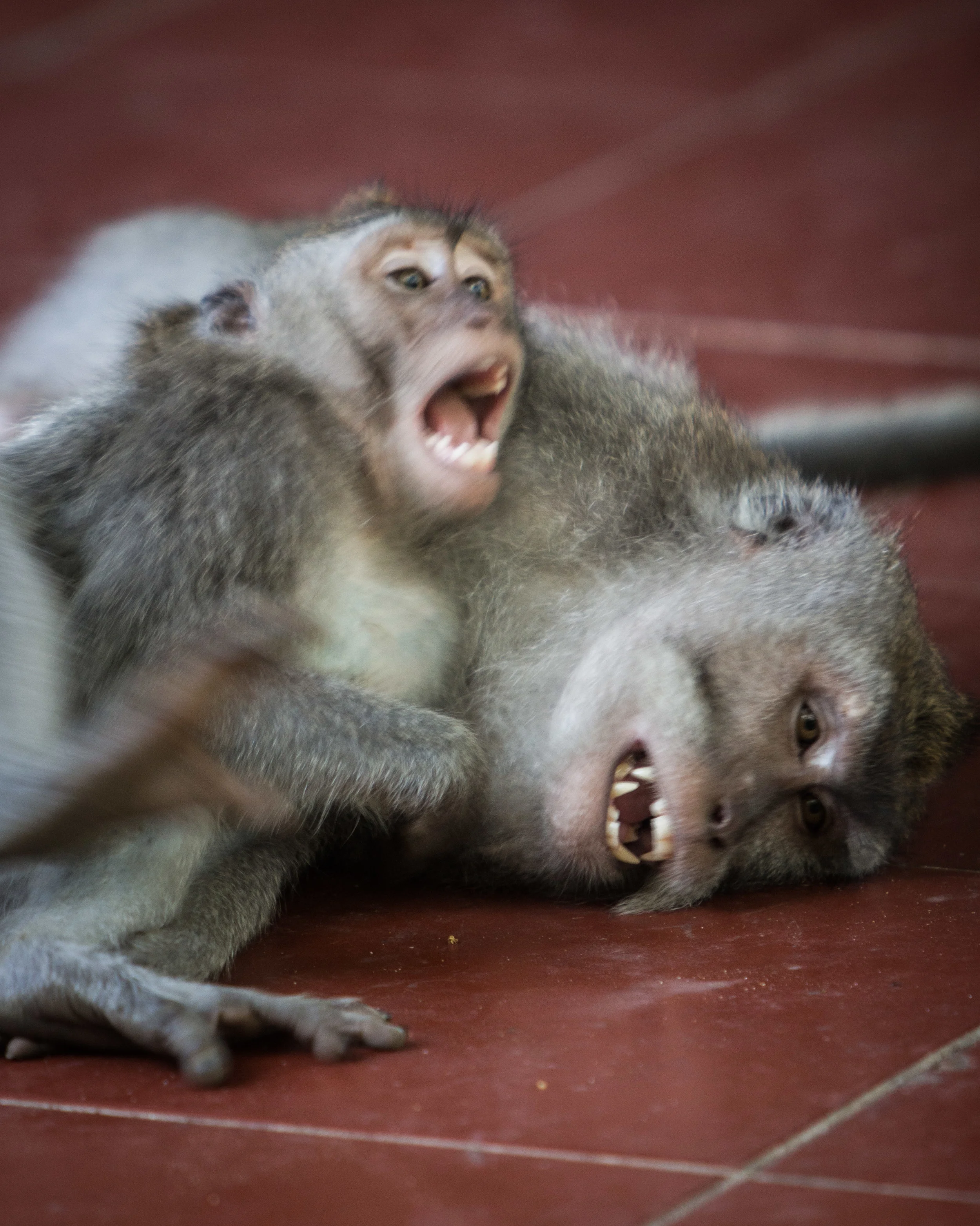bali-12.jpg