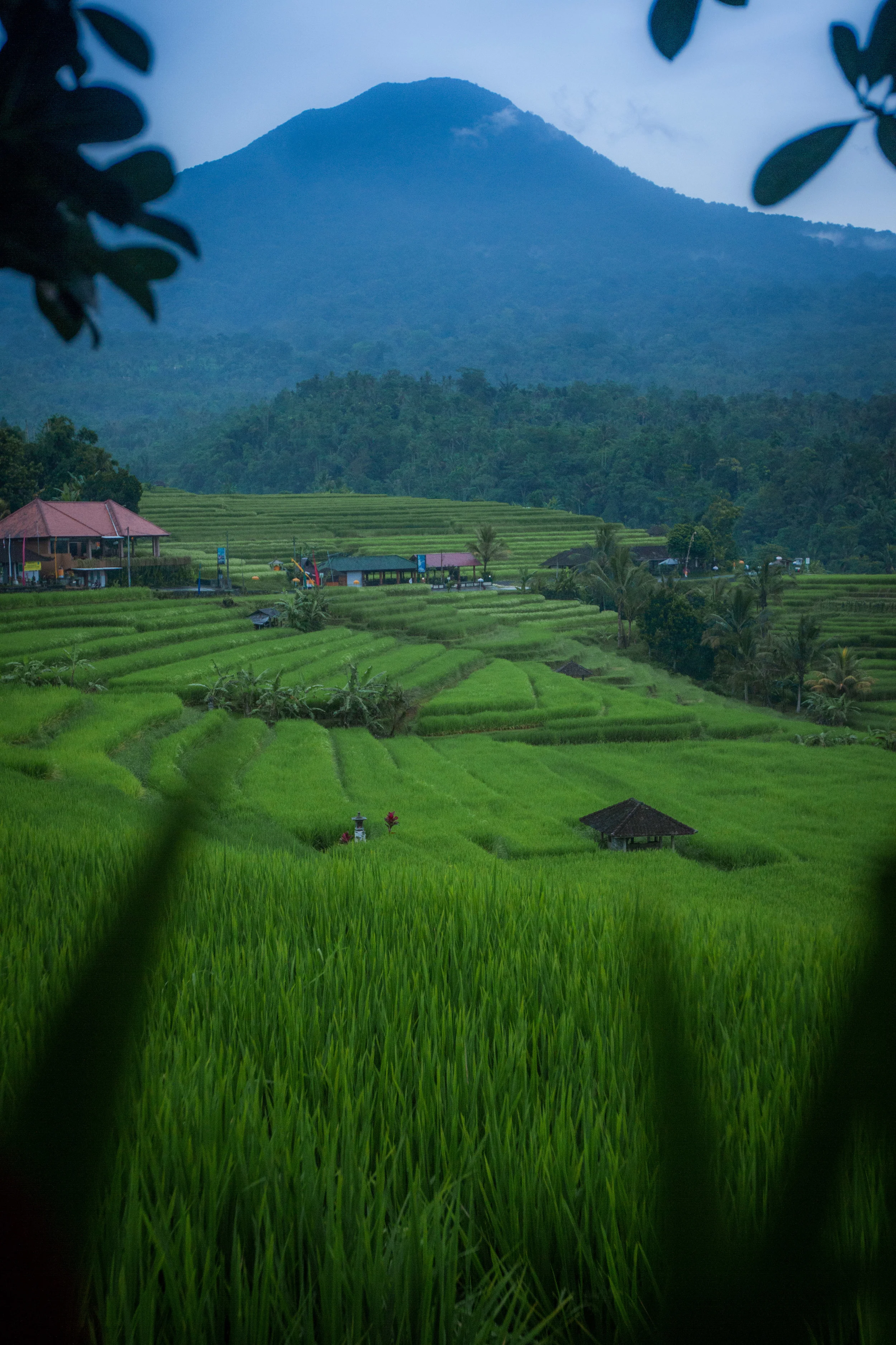 bali-53.jpg