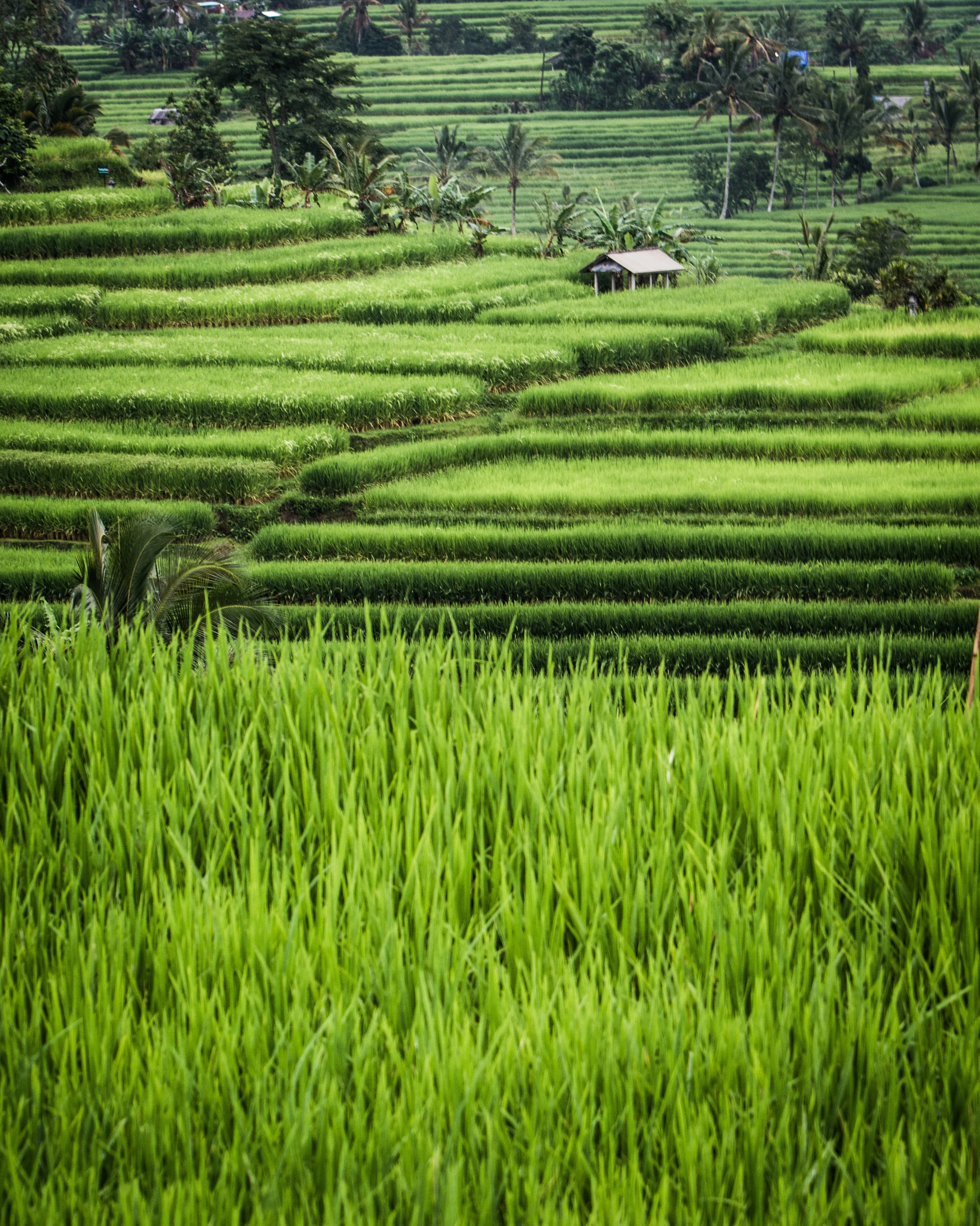 bali-60.jpg