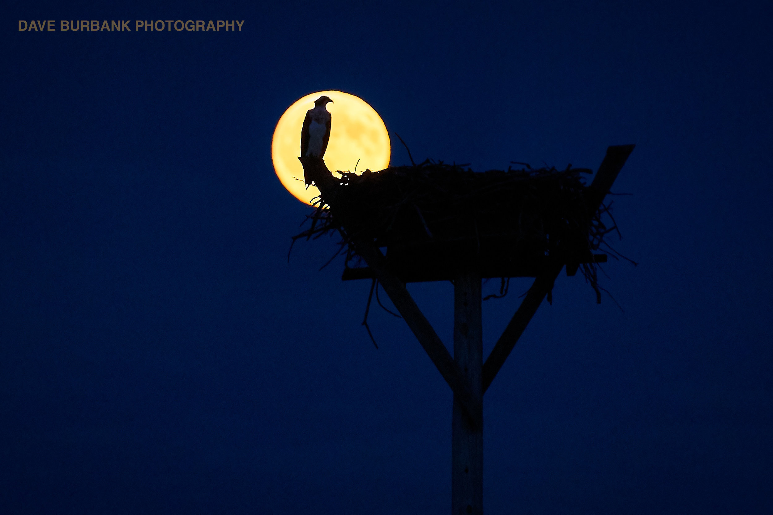osprey-full-moon.jpg