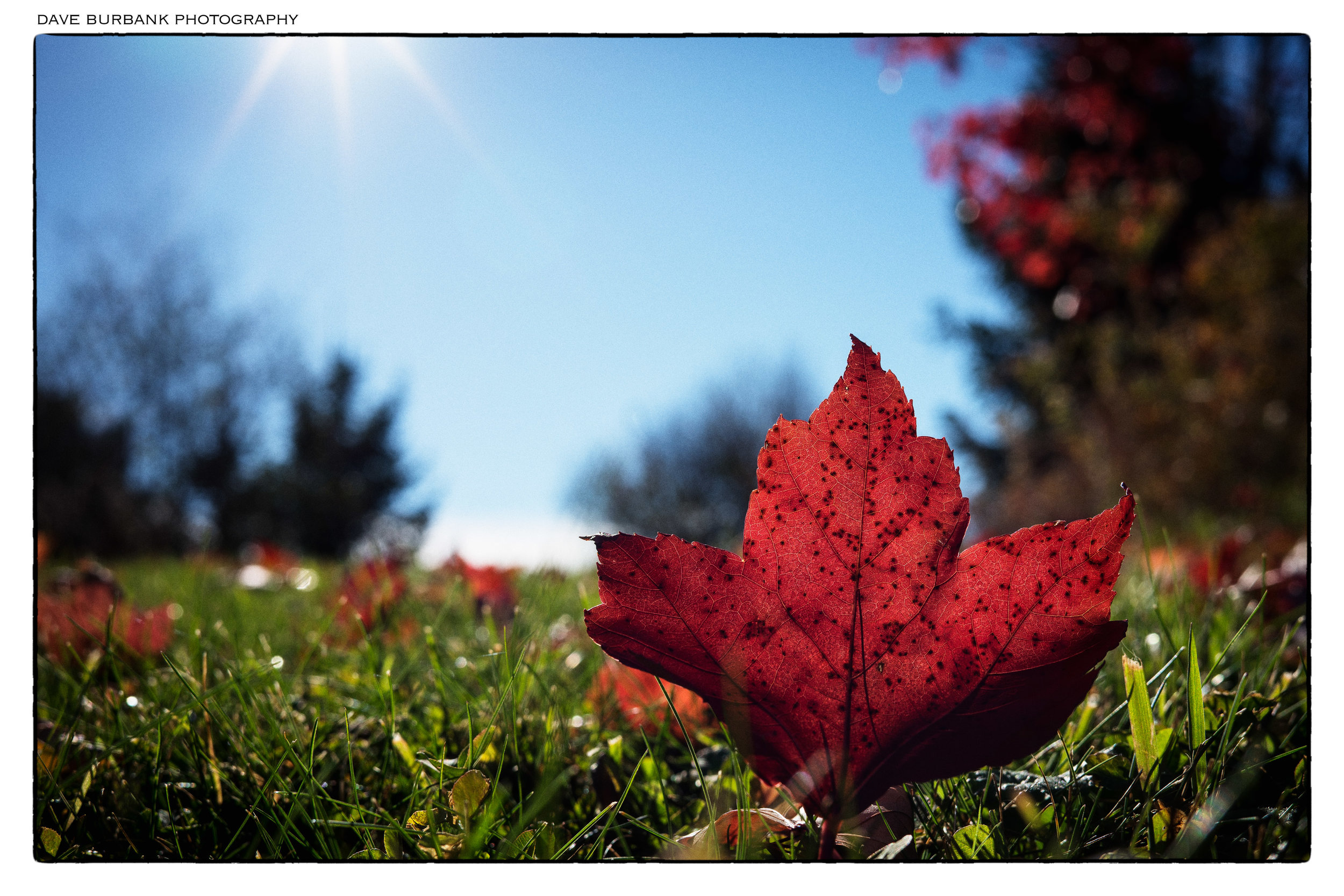maple-leaf-november.jpg