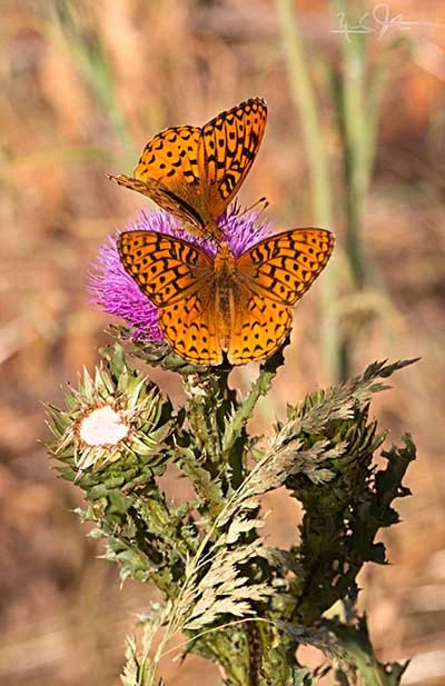 Perhaps Speyeria atlantis , the Atlantis Fritillary.