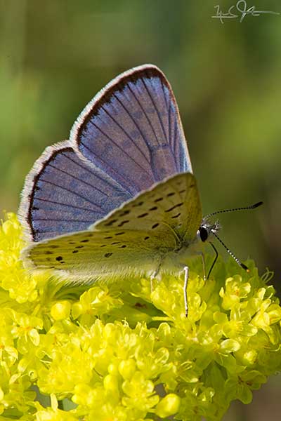 Lupine Blue, Plebejus icarioides