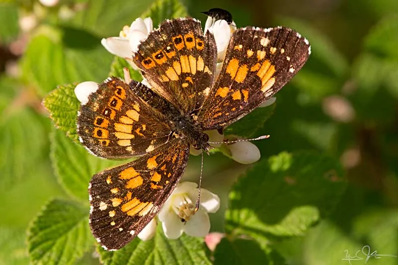 Streamside Checkerspot, Chlosyne nycteis