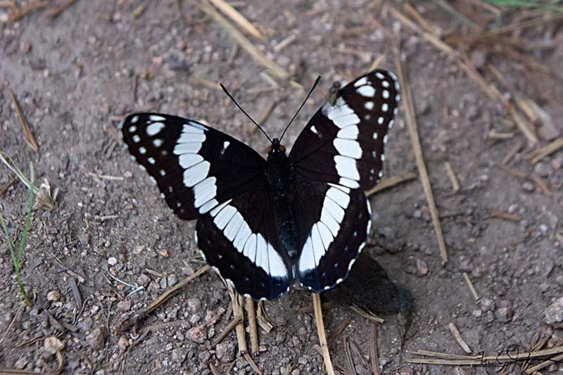 White Admiral, Limenitis arthemis