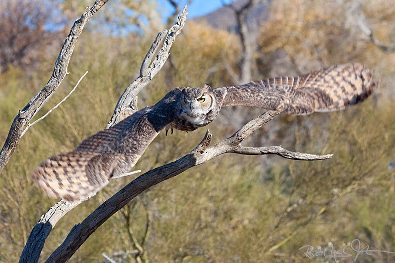 Great Horned Owl.