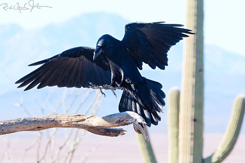 Chiracahuan Raven.