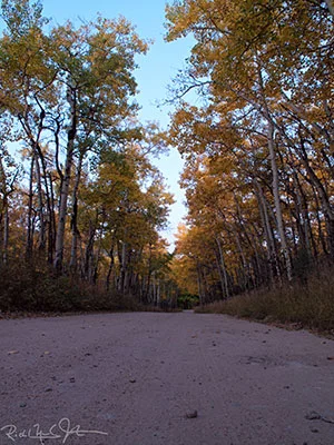 Aspens along Fern Lake Road.
