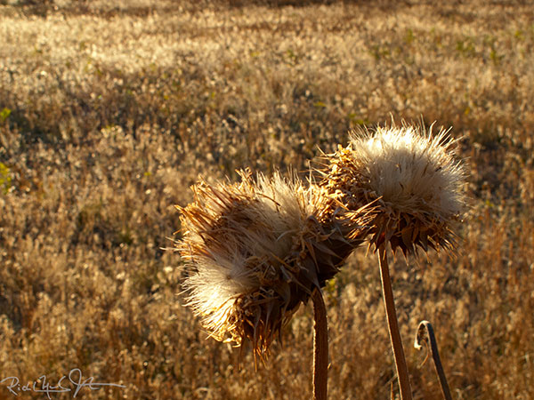 Golden morning light over Moraine Park.