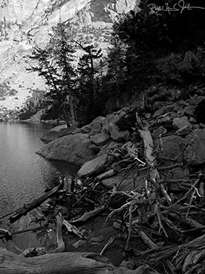 Dead wood along the margin of Emerald Lake, pin black-and-white.