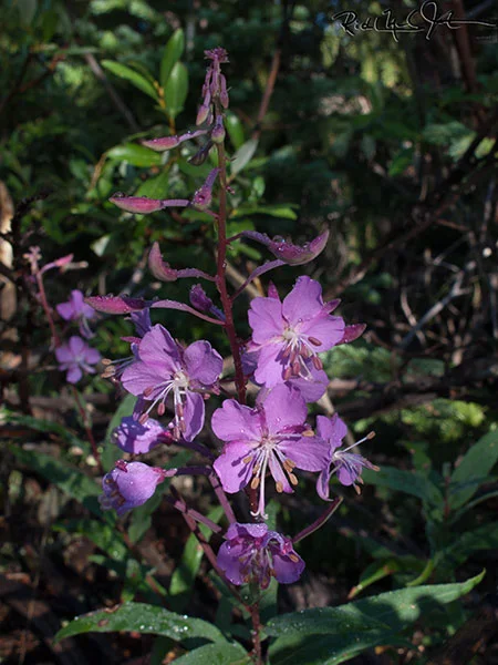6:25 AM: Alpine Fireweed, Epilobium latifolium .