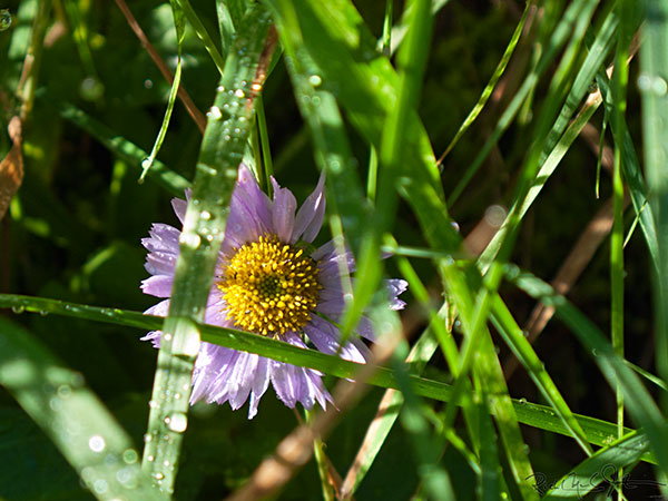 6:35 AM: A Leafy-Bracted Aster, Symphyotrichum foliaceum , hides among the grass.