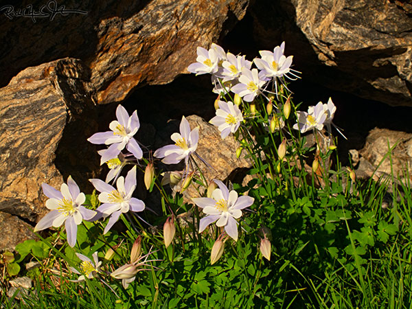 5:50 AM: Columbine in bloom at about 11,700 feet, on the descent from Chasm Lake.