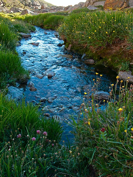 6:00 AM: Wildflowers and a mountain stream just below Chasm Lake.