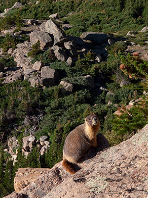 Yellow-bellied marmot.