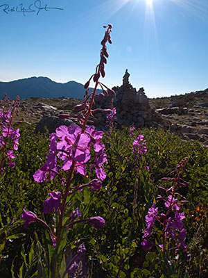 7:20 AM: Still above the tree line, descending through 10,800 feet. Wildflowers and a route marker.