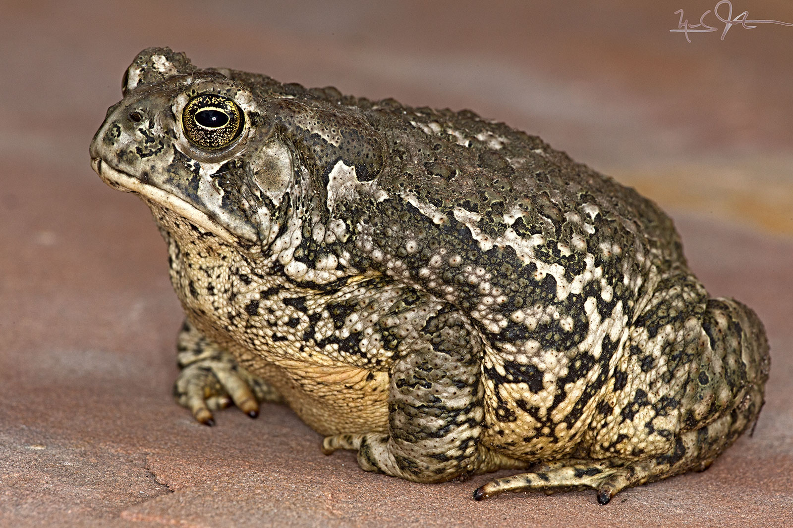 Western or boreal toad, Anaxyrus boreas .