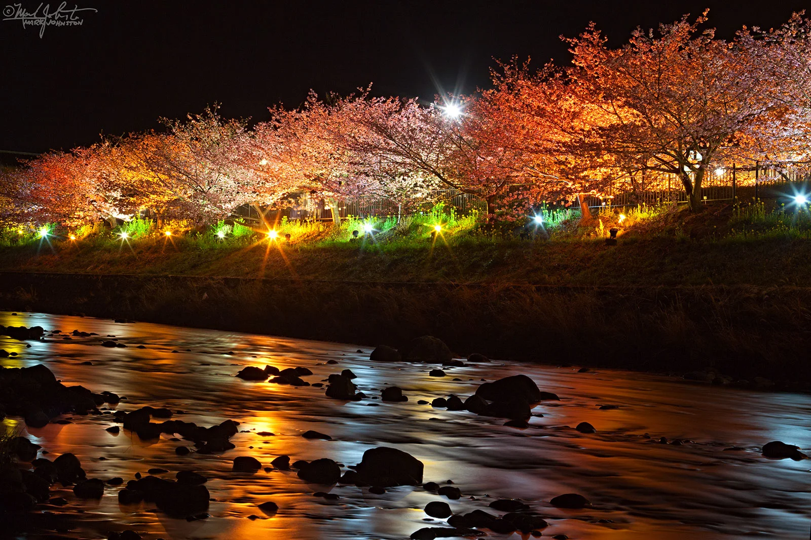 The trees are illuminated on certain evenings.
