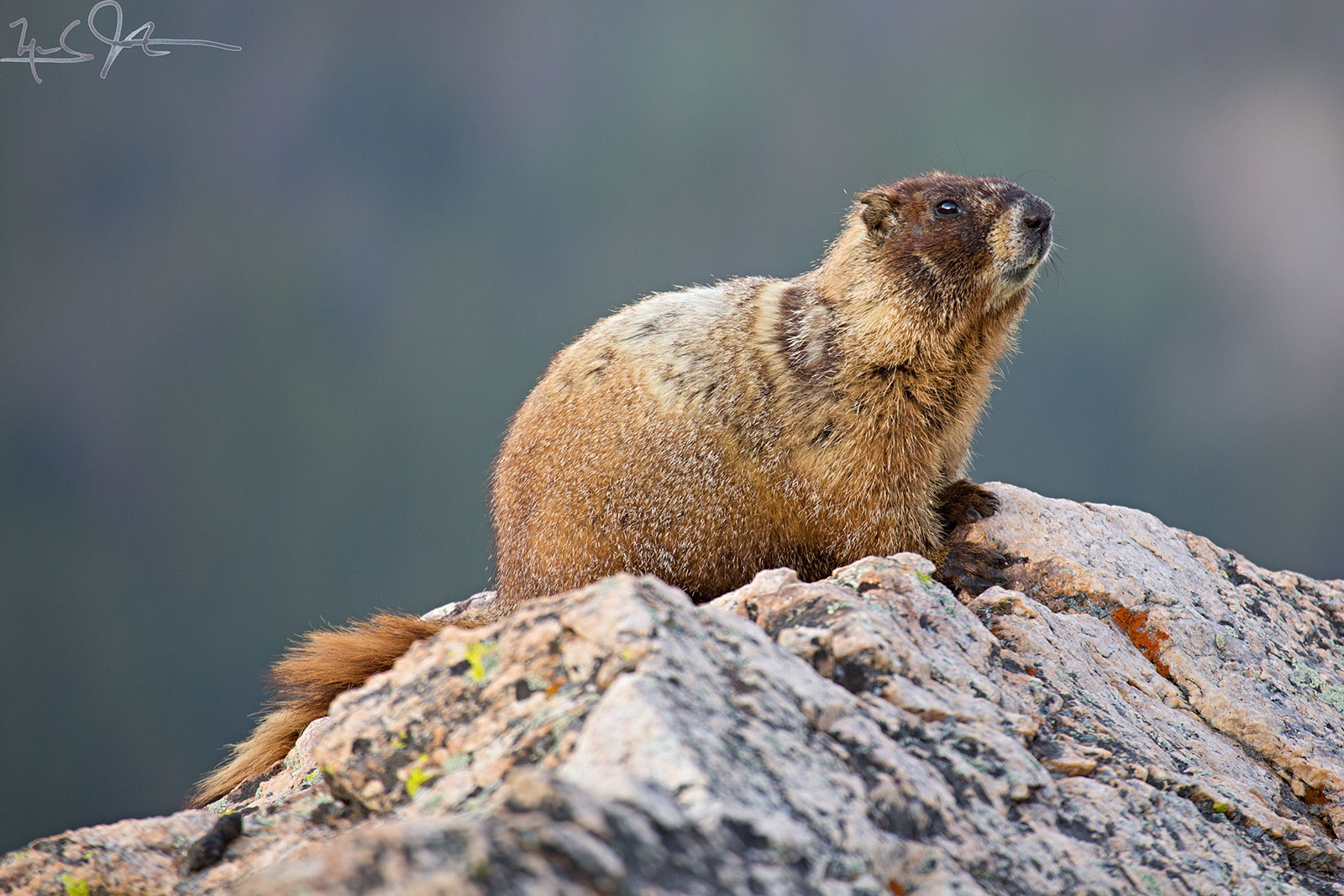 Yellow-Bellied Marmot.