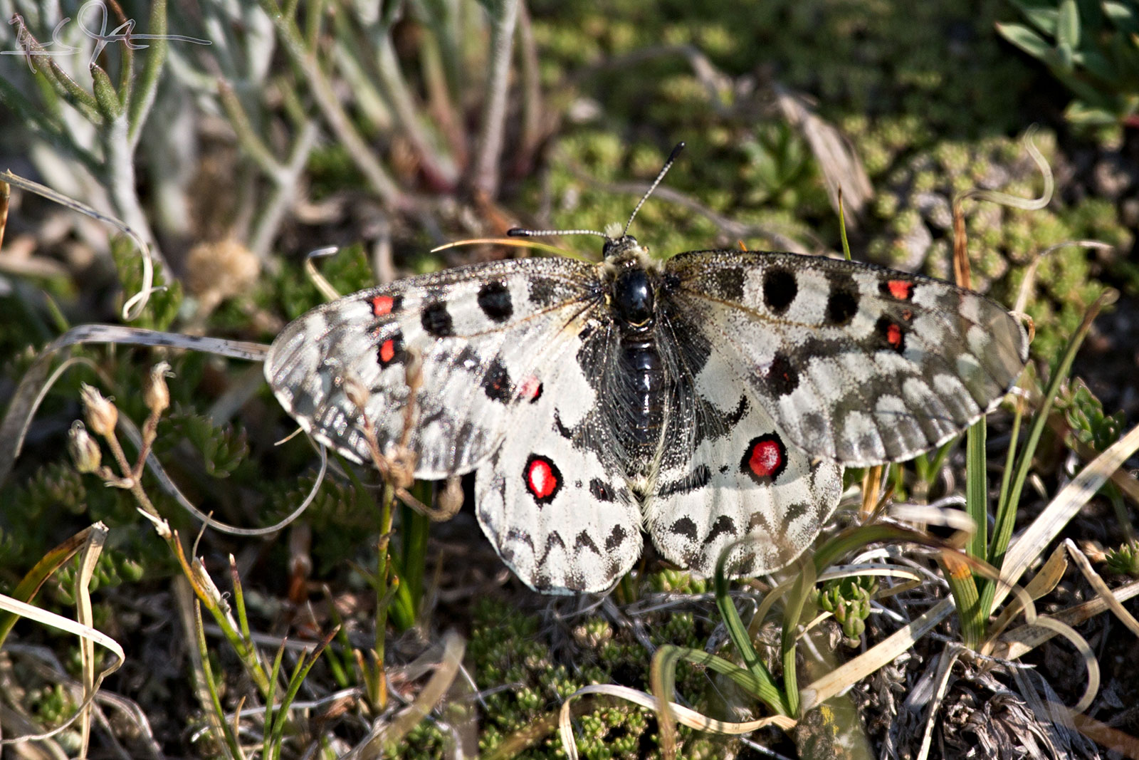 "Small Apollo" butterfly.