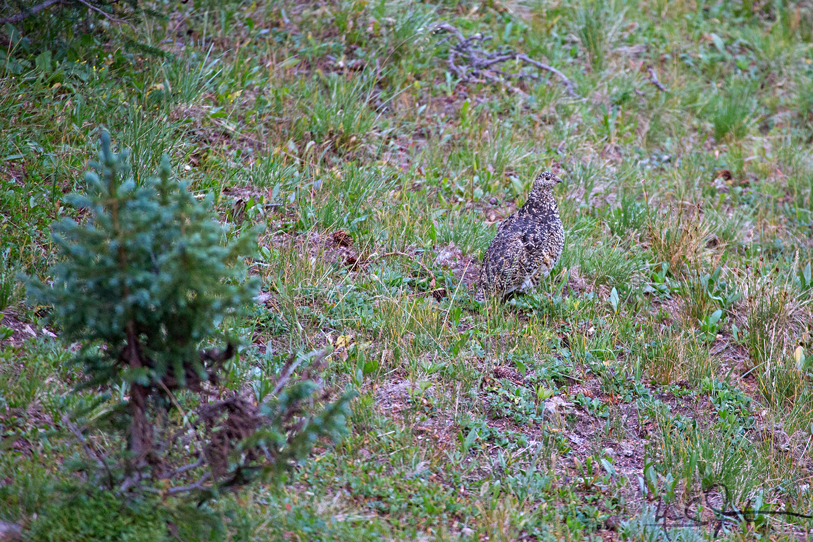 Ptarmigan in summer colors.