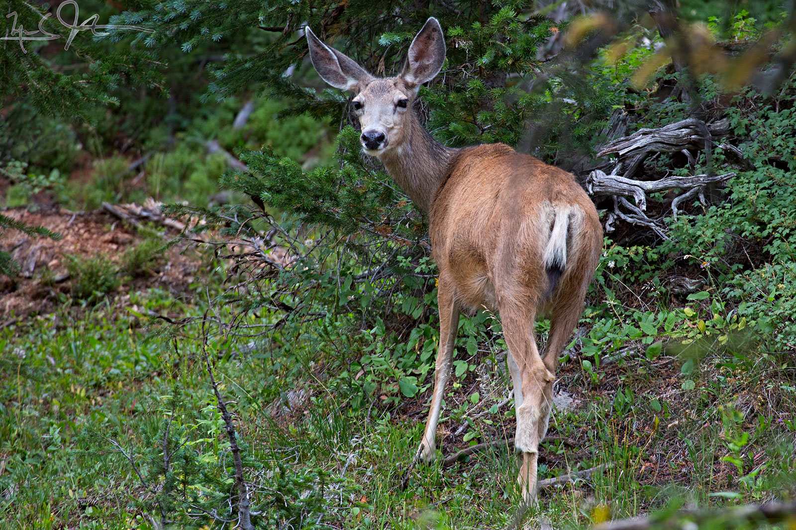 Mule deer.