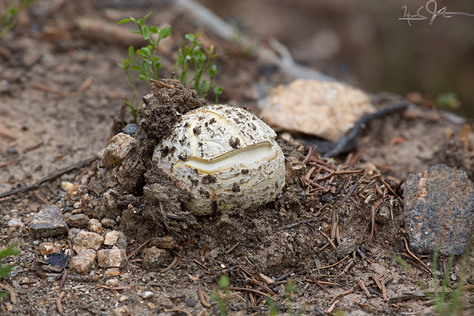 A mushroom bursts forth.