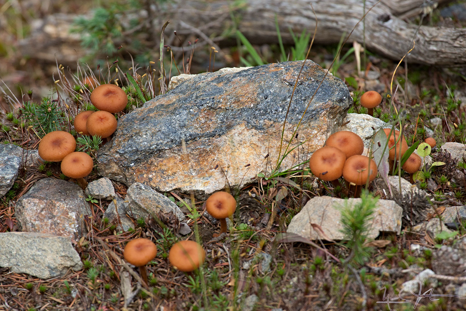 Many mushrooms burst forth.