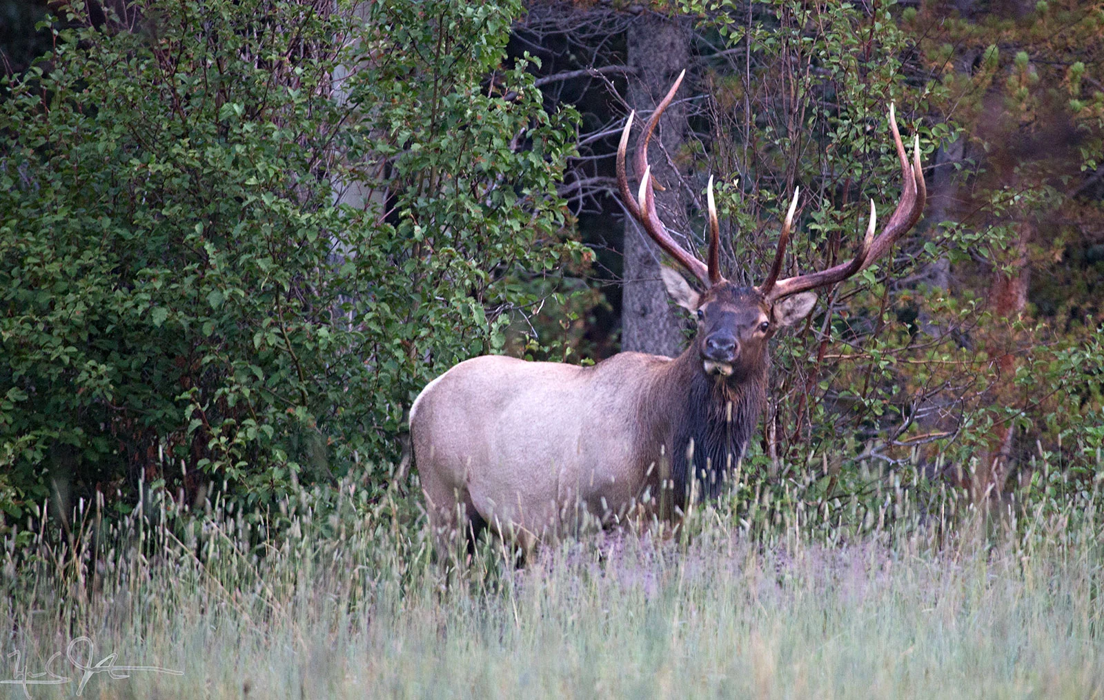 Although it is only August, the elk can already be heard trumpeting early in the morning. Autumn is not far away.