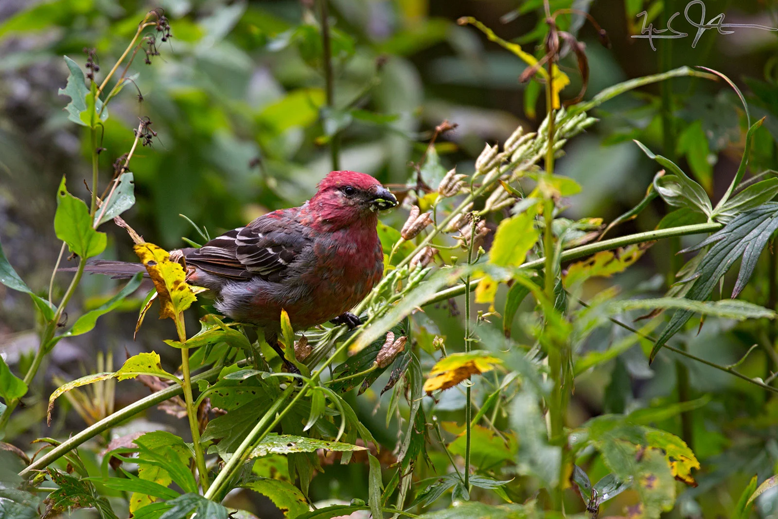 Purple Finch, Carpodacus purpureus.