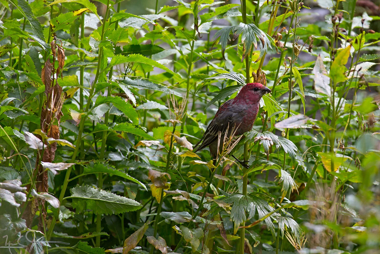 Purple Finch, Carpodacus purpureus.