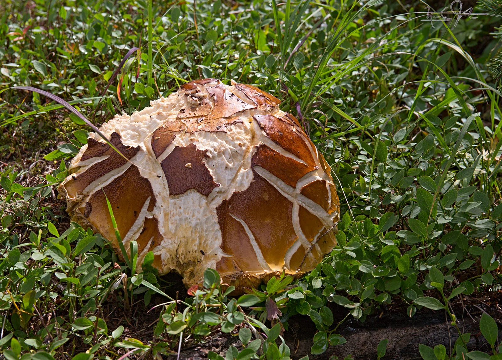 This might be the largest mushroom I have ever seen - bigger than my hand!