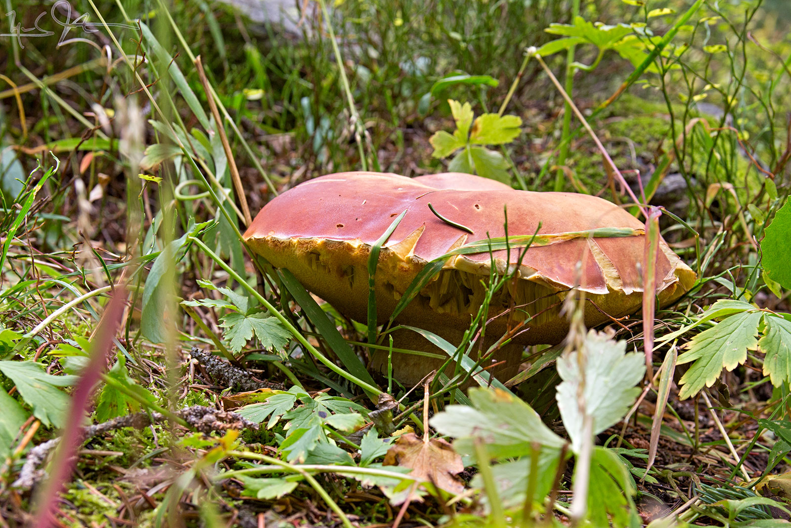 It was a good day for mushrooms.