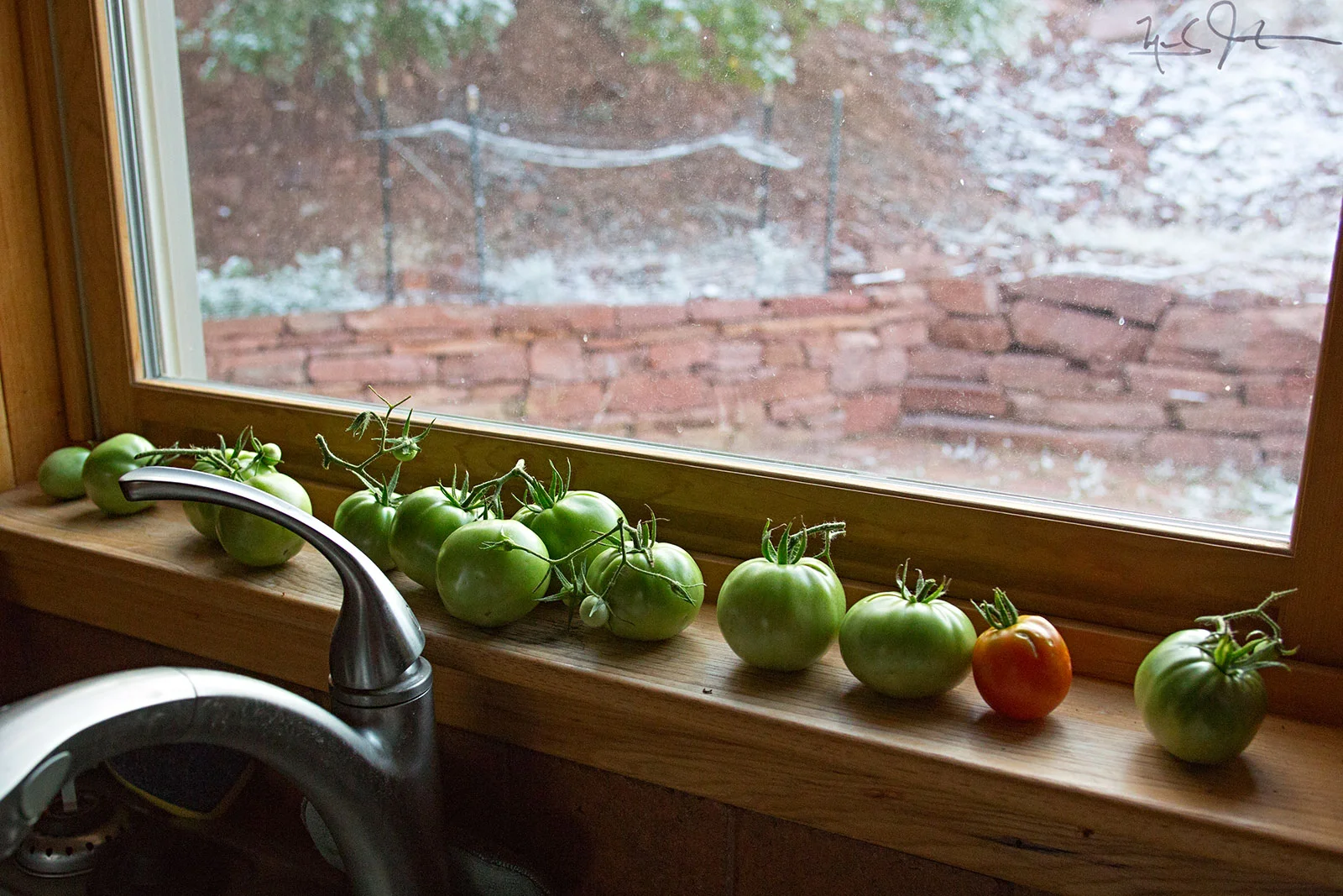 Hopefully, mature enough to ripen on the window sill.