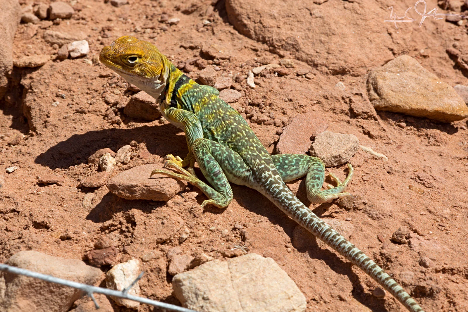 Collared Lizard, Crotaphytus collaris . Collared lizards feed mostly on insects, and can run on their hind legs.