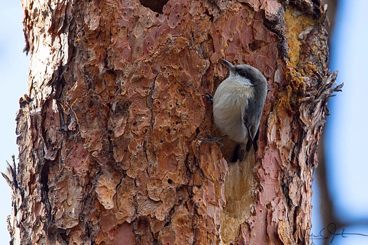 Pygmy Nuthatches are very acrobatic and can be seen climbing the trunks and branches of trees in search of insects and seeds.